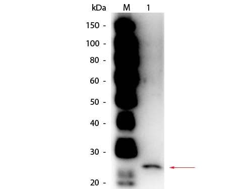 Papain Antibody (Lyophilized, HRP)