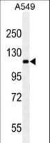 RET Antibody