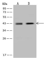 Polyclonal Rabbit anti-Human NUDEL / NDEL1 Antibody (WB)