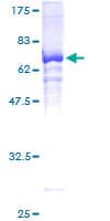 Human HDAC11 Protein (Recombinant GST)