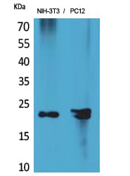 HDGFRP3 Antibody