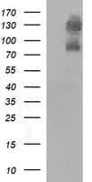 Monoclonal Mouse anti-Human CD44 Antibody (clone OTI5B4, IF, WB)