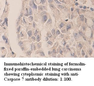 CASP7 / Caspase 7 Antibody