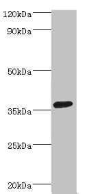 PDLIM1 Antibody (aa1-329)