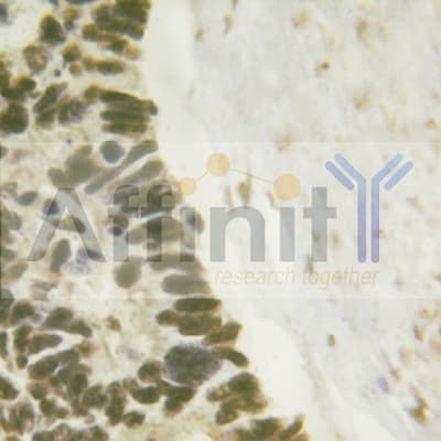 AML1 / RUNX1 Antibody
