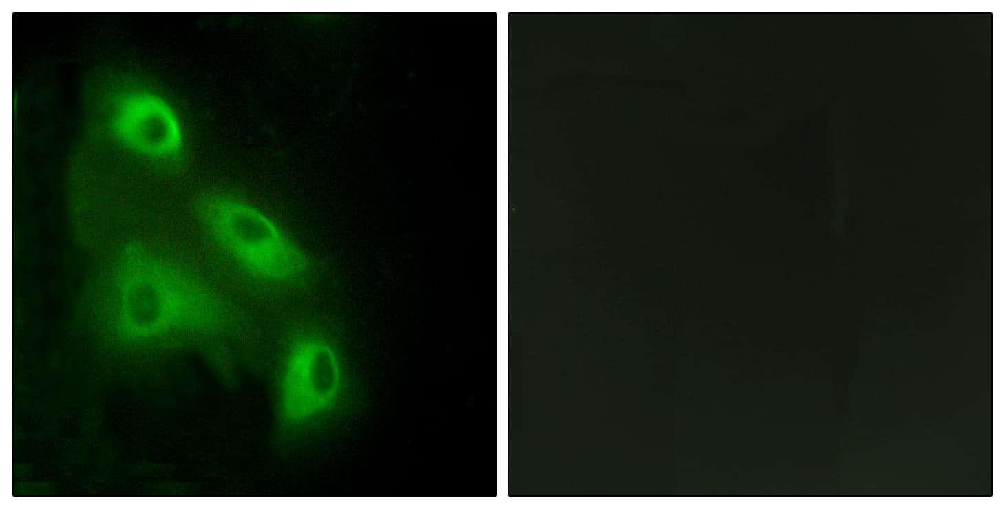 EPS8L3 Antibody (aa401-450)