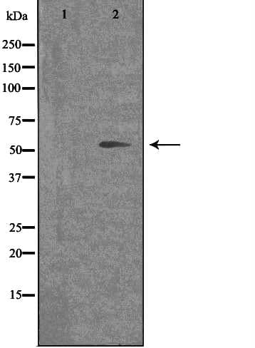 Polyclonal Rabbit anti-Human OPN4 / Melanopsin Antibody (IF, WB)
