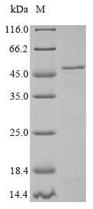 Bacillus subtilis degS Protein (Recombinant 6His, N-terminus)