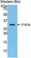 CA3 / Carbonic Anhydrase III Antibody (clone C2, APC)