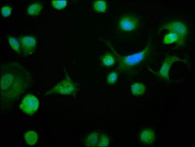 BCL2L1 / BCL-XL Antibody (aa1-209)
