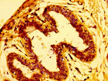 Polyclonal Rabbit anti-Human ARFGEF2 / BIG2 Antibody (IHC, IF, WB)