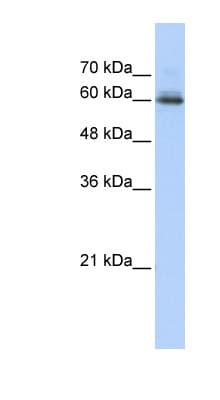 SEMA4F / Semaphorin 4F Antibody (aa21-70)