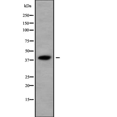 Polyclonal Rabbit anti-Human KHDRBS3 / SLM2 Antibody (WB)