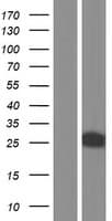 Human FKBP7 Protein (Over-Expression Lysate Myc-DDK (Flag))