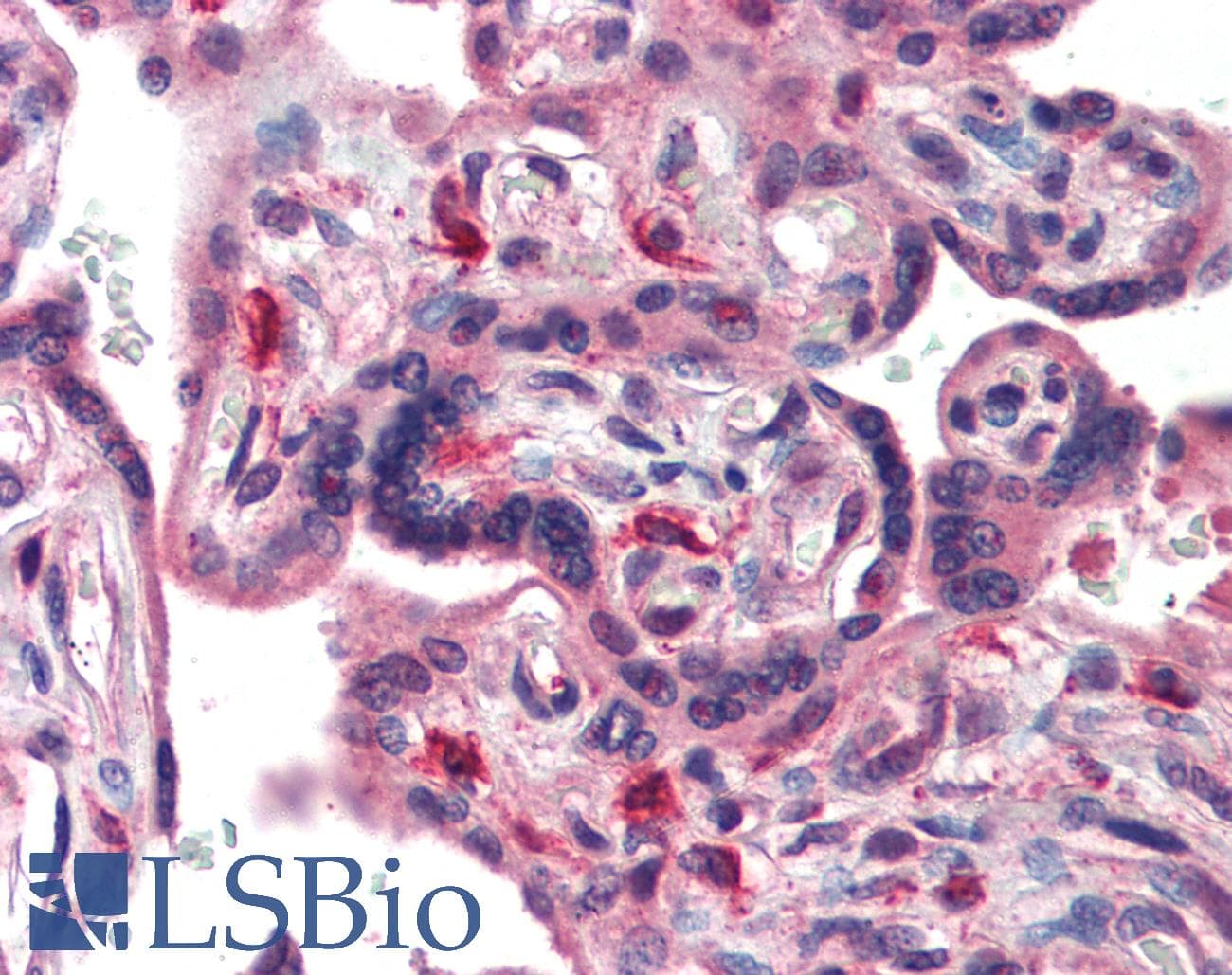 CRTR1 / TFCP2L1 Antibody (aa20-69)
