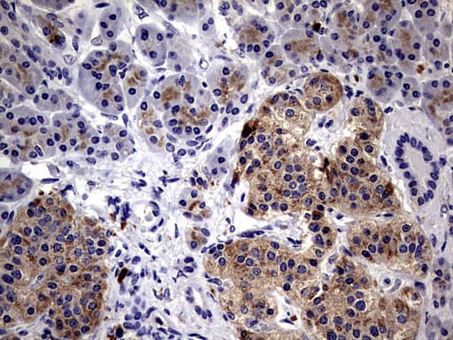 CD63 Antibody (clone OTI1D12)
