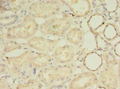 MRPL33 Antibody