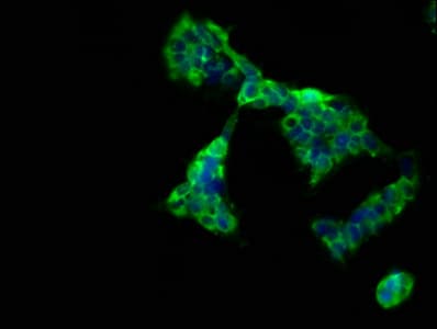 CD300LG Antibody