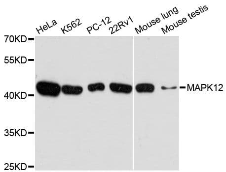 MAPK12 / ERK6 / SAPK3 Antibody