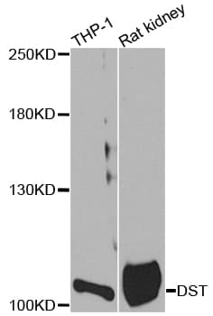 IHC-plus™ Dystonin / BPAG1 Antibody