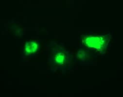 IL-1B / IL-1 Beta Antibody (clone OTI3E1, Carrier-free)