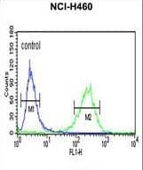 DJ858B16.2 / PISD Antibody (aa223-250)