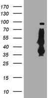 SERPINB6 / PI-6 Antibody (clone OTI1C5, Carrier-free)