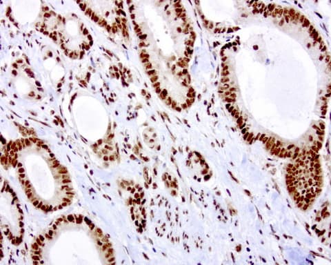 Monoclonal Mouse anti-Human C14orf166 Antibody (clone UMAB181, IHC, IF, WB)