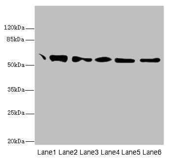 IHC-plus™ PDI / P4HB Antibody (aa29-313)
