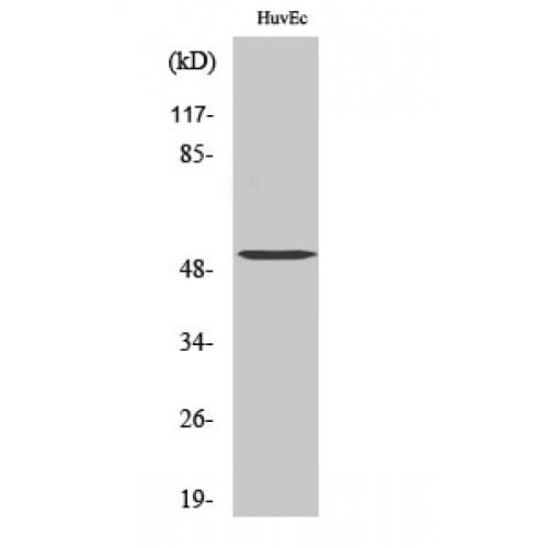 TUBA3C+D+E Antibody (370-450 aa, C-terminal)
