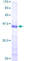 Human NHLH1 / HEN1 Protein (Recombinant GST)