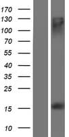 MS4A13 Protein (Over-Expression Lysate Myc-DDK (Flag))