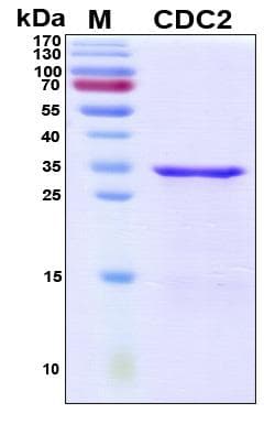Human CDK1 / CDC2 Protein (Recombinant His, N-Terminal)