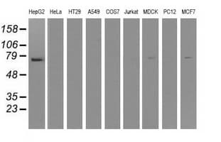 IFIT1 / ISG56 Antibody (clone OTI3G8)