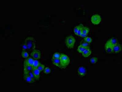 CLDN5 / Claudin 5 Antibody (aa181-218)