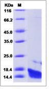 Human IL22 Protein (Recombinant)