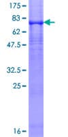 Human P2RX5 / P2X5 Protein (Recombinant GST)