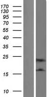 IL32 Protein (Over-Expression Lysate Myc-DDK (Flag))