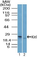 KITLG / SCF Antibody (aa100-150)