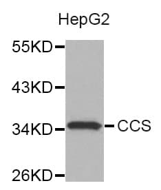 CCS Antibody