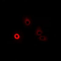 DAO / D Amino Acid Oxidase Antibody