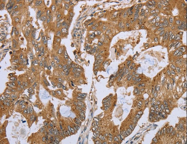 NOD8 / NLRP10 Antibody
