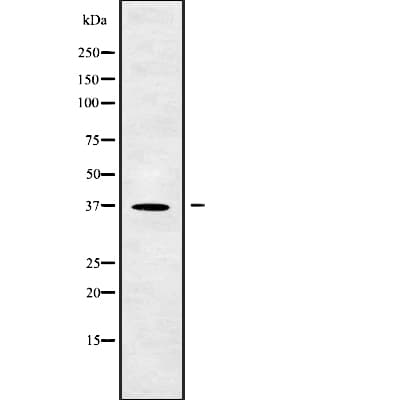 CNN3 Antibody