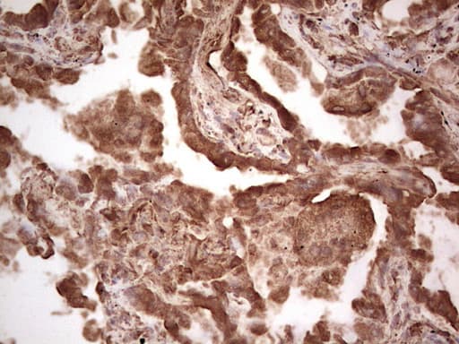 RET Antibody (aa713-1017, clone OTI21H5)