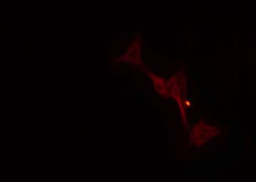 RRP8 Antibody