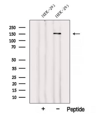 WDR19 Antibody