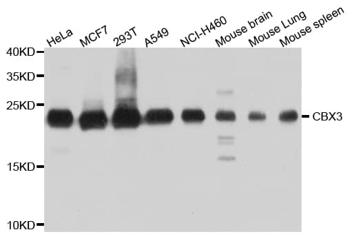 CBX3 / HP1 Gamma Antibody