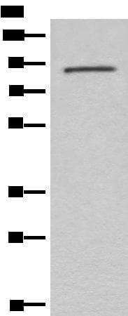 Complement C7 Antibody