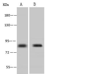 PCSK1 Antibody