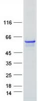 Human TCP11L1 Protein (Recombinant Myc-DDK (Flag))